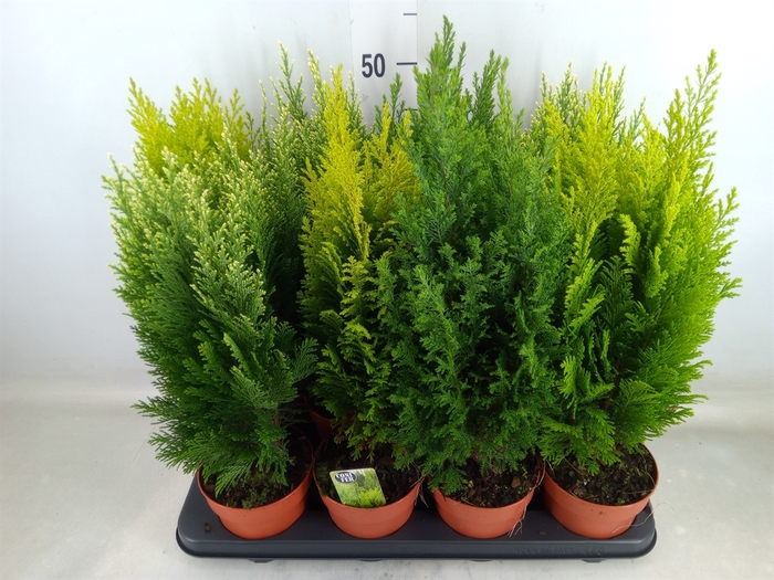 Conifers   ...mix