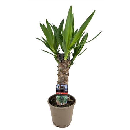 <h4>Yucca Enkel Stam 2+</h4>