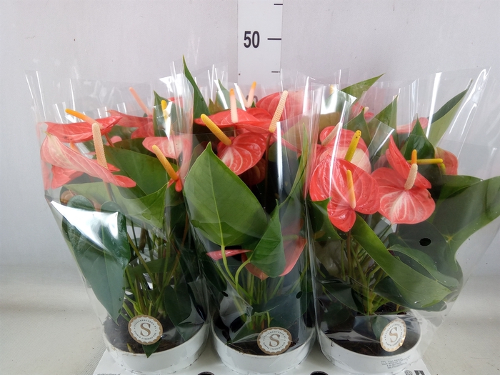 <h4>Anthurium andr. 'Livium Orange'</h4>