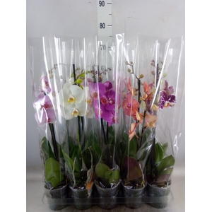Phalaenopsis   ...mix  5