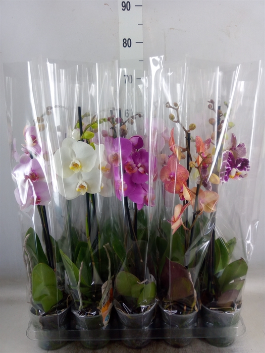 <h4>Phalaenopsis   ...mix  5</h4>