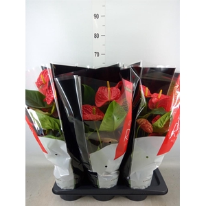 Anthurium andr. 'Madural'