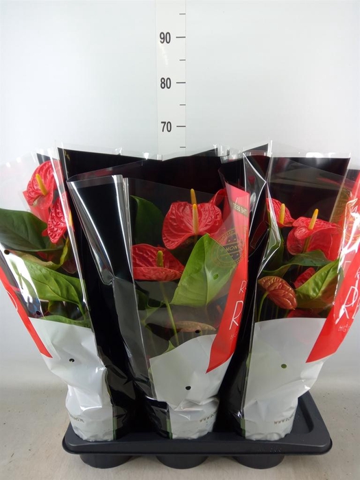 <h4>Anthurium andr. 'Madural'</h4>