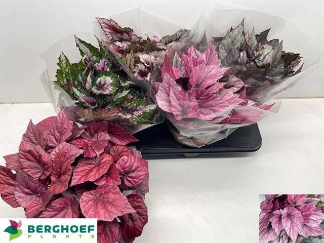 <h4>BEG BEL GEM</h4>