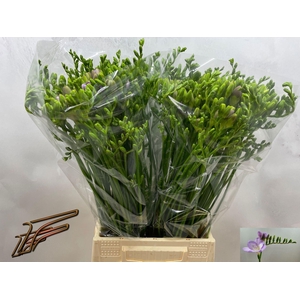 Freesia enk Bohemian