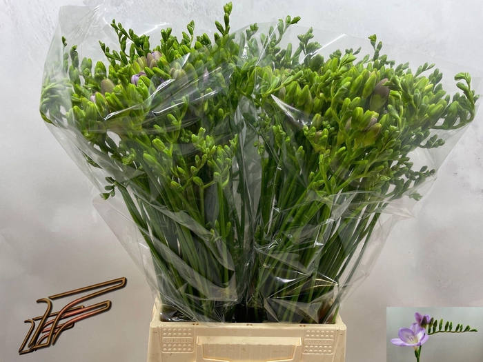 <h4>Freesia enk Bohemian</h4>