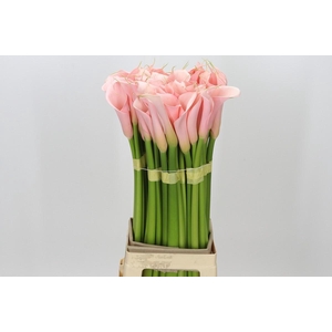 Zantedeschia Eydolls Salmon