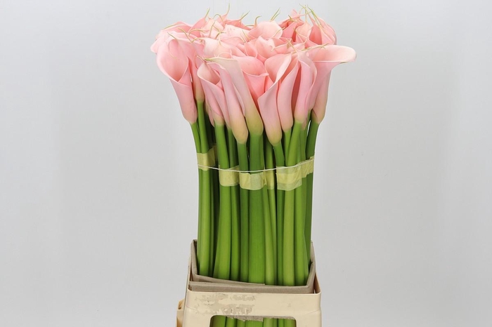 <h4>Zantedeschia Eydolls Salmon</h4>
