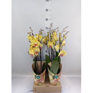 Phalaenopsis   ...yellow