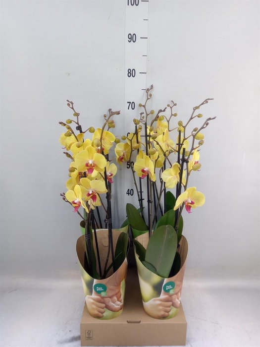 <h4>Phalaenopsis   ...yellow</h4>