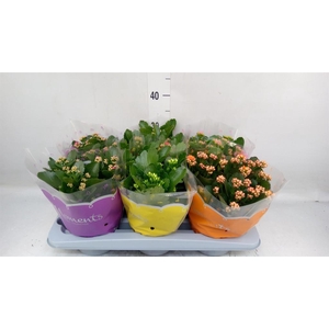 Kalanchoe blos.   ..rosebud mix  5