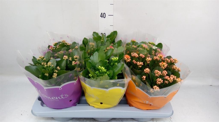 <h4>Kalanchoe blos.   ..rosebud mix  5</h4>