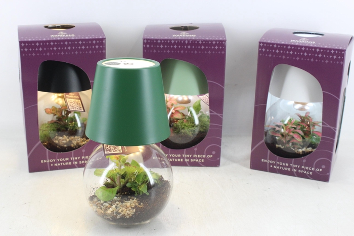 <h4>arr3 WR - Terrarium cosmolight x4</h4>