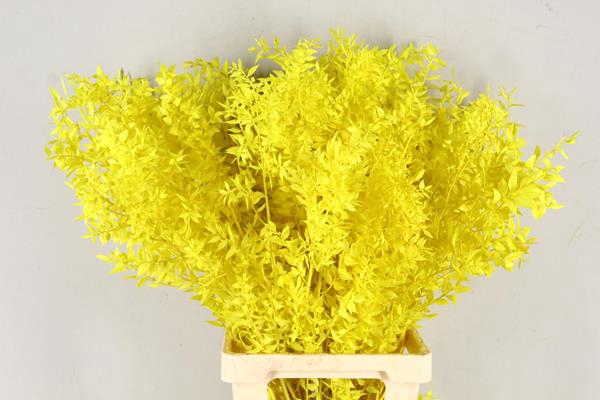 <h4>Pf Ruscus 70cm Bs Yellow</h4>