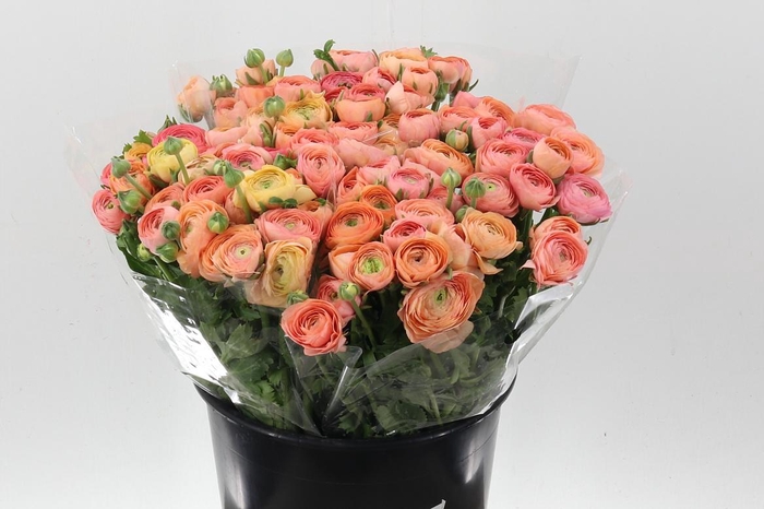 <h4>Ran El Salmon</h4>