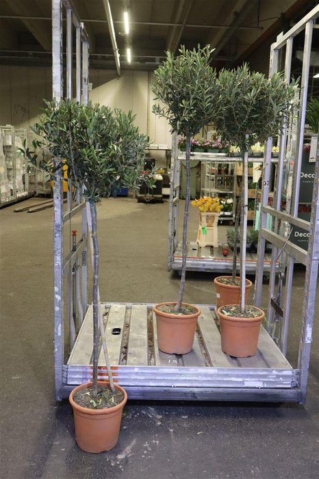 <h4>Olea Europaea</h4>