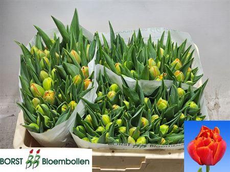 <h4>Tu Du Terminator</h4>