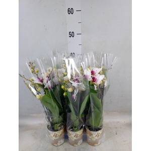 Phalaenopsis multi. 'FC Safe Haven'