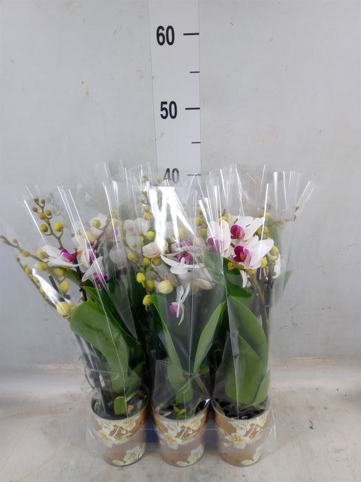 <h4>Phalaenopsis multi. 'FC Safe Haven'</h4>