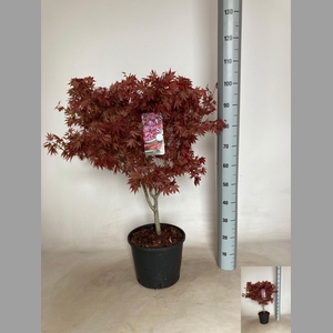 ACER PA ATROPURPUREU