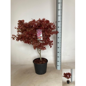 ACER PA ATROPURPUREU
