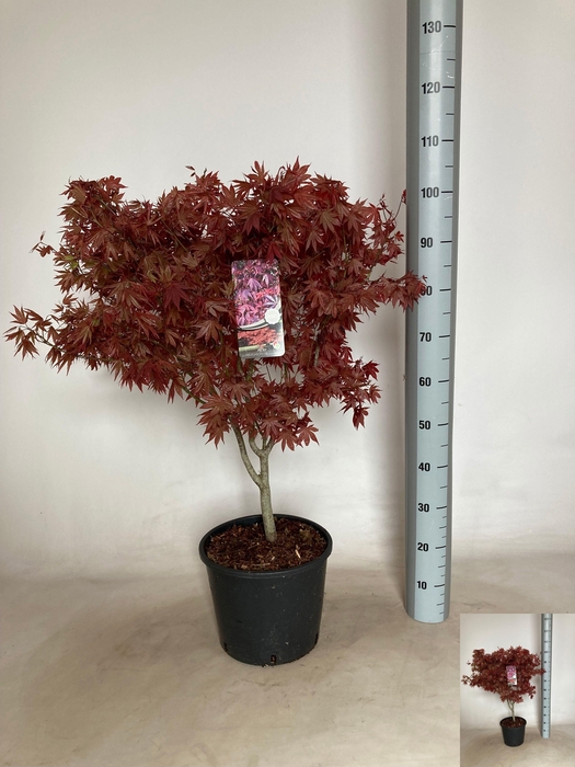 <h4>ACER PA ATROPURPUREU</h4>