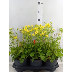 Geum chiloense