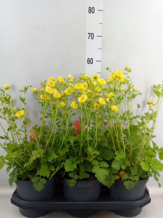 <h4>Geum chiloense</h4>