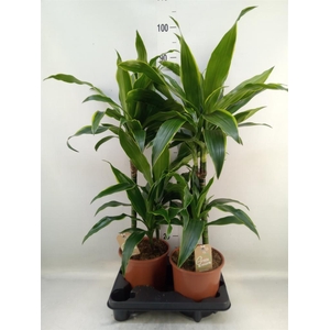 Dracaena fr de 'Art'