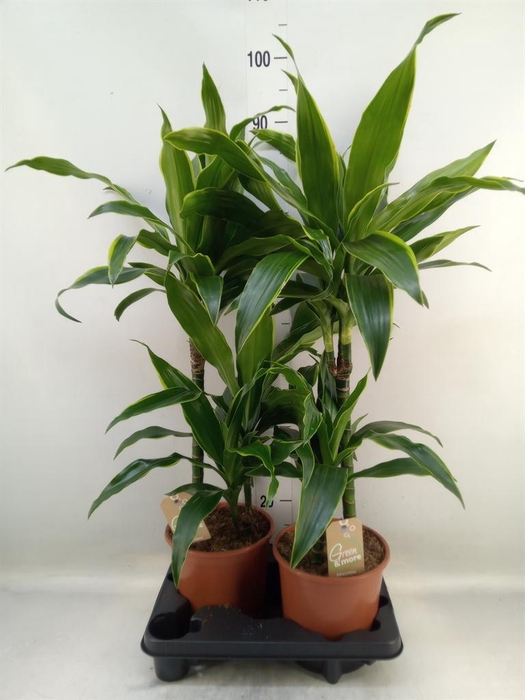 <h4>Dracaena fr de 'Art'</h4>