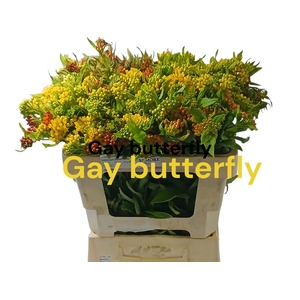 ASCL T GAY BUTTERFL