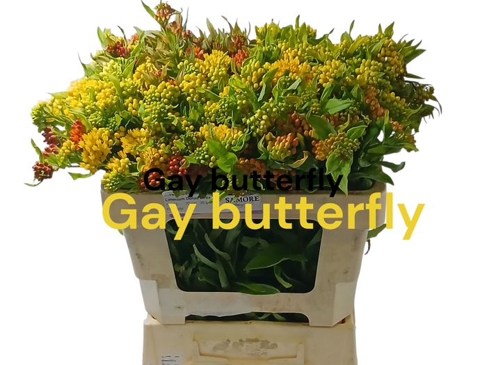 <h4>ASCL T GAY BUTTERFL</h4>