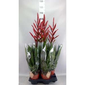 Tillandsia  ...mix