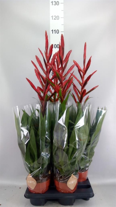 <h4>Tillandsia  ...mix</h4>