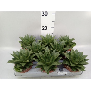Gasteria