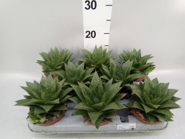 <h4>Gasteria</h4>