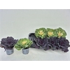Brassica (sierkool)