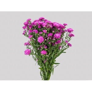 ASTER MARIANA 030 CM PINK