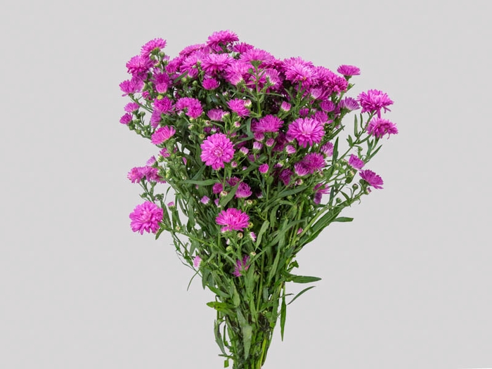 <h4>ASTER MARIANA 030 CM PINK</h4>