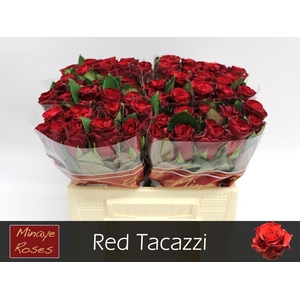 R GR RED TACAZZI+