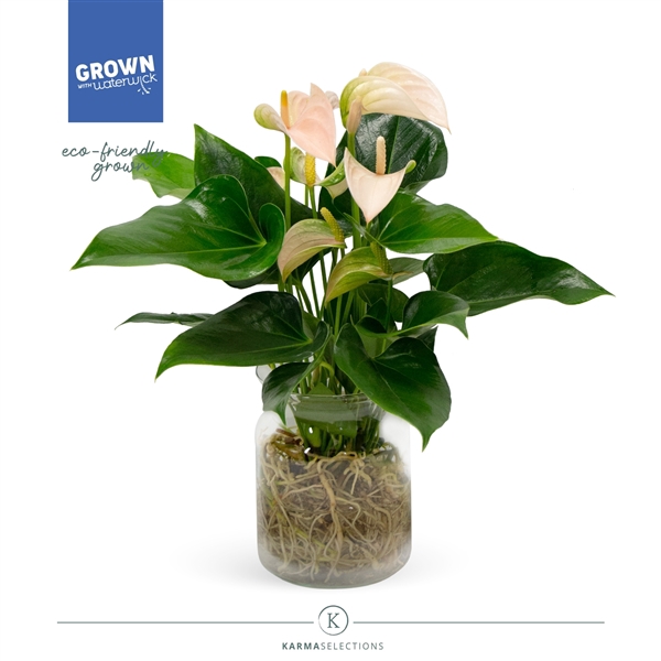 <h4>Anthurium - KARMA Peach | Agua di Karma | Melkbus</h4>