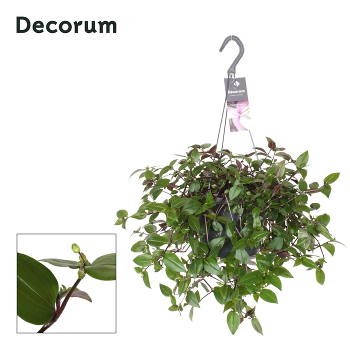 <h4>Tradescantia Green Hill</h4>