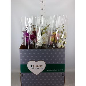 Phalaenopsis   ...mix