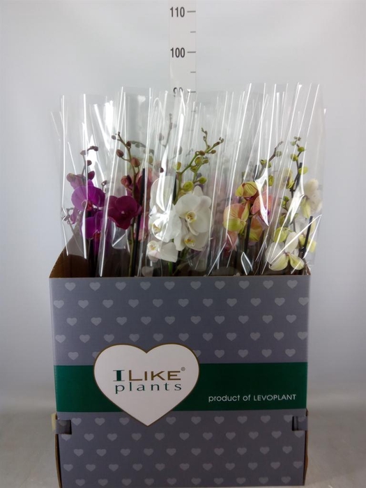 <h4>Phalaenopsis   ...mix</h4>