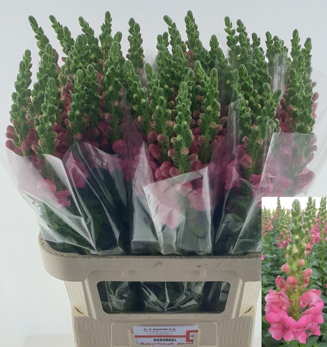 <h4>ANTIR AVIGNON ROSE</h4>