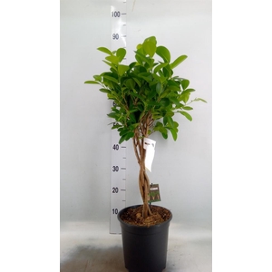 Ficus microcarpa 'Moclame'