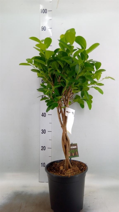 <h4>Ficus microcarpa 'Moclame'</h4>