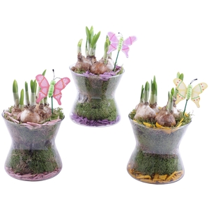 Bulbs Arr. Narcis Glass Hourglass Ø13cm