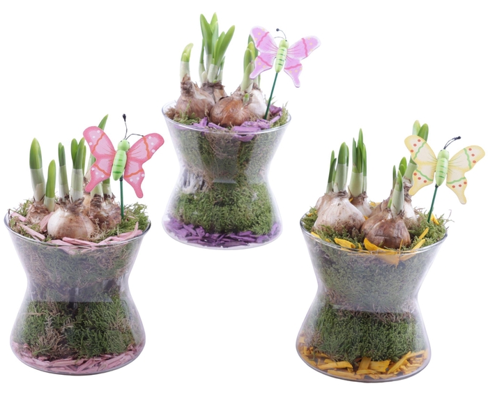 <h4>Bulbs Arr. Narcis Glass Hourglass Ø13cm</h4>