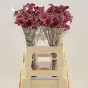 Calla Red Charm